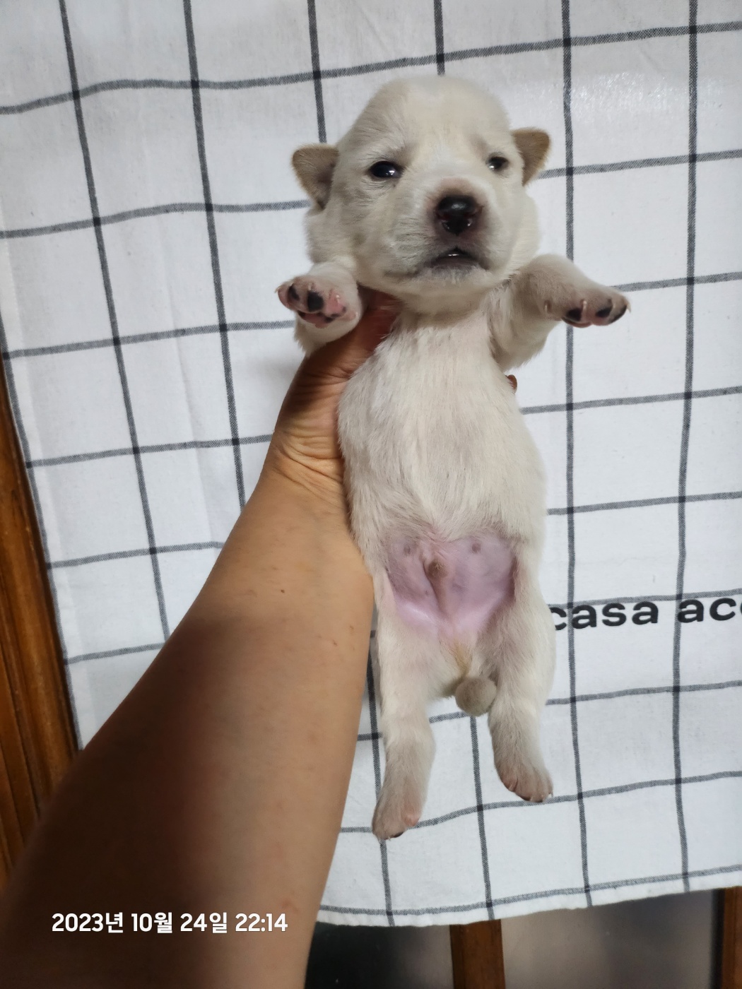 울산유기동물보호센터_431373202301219