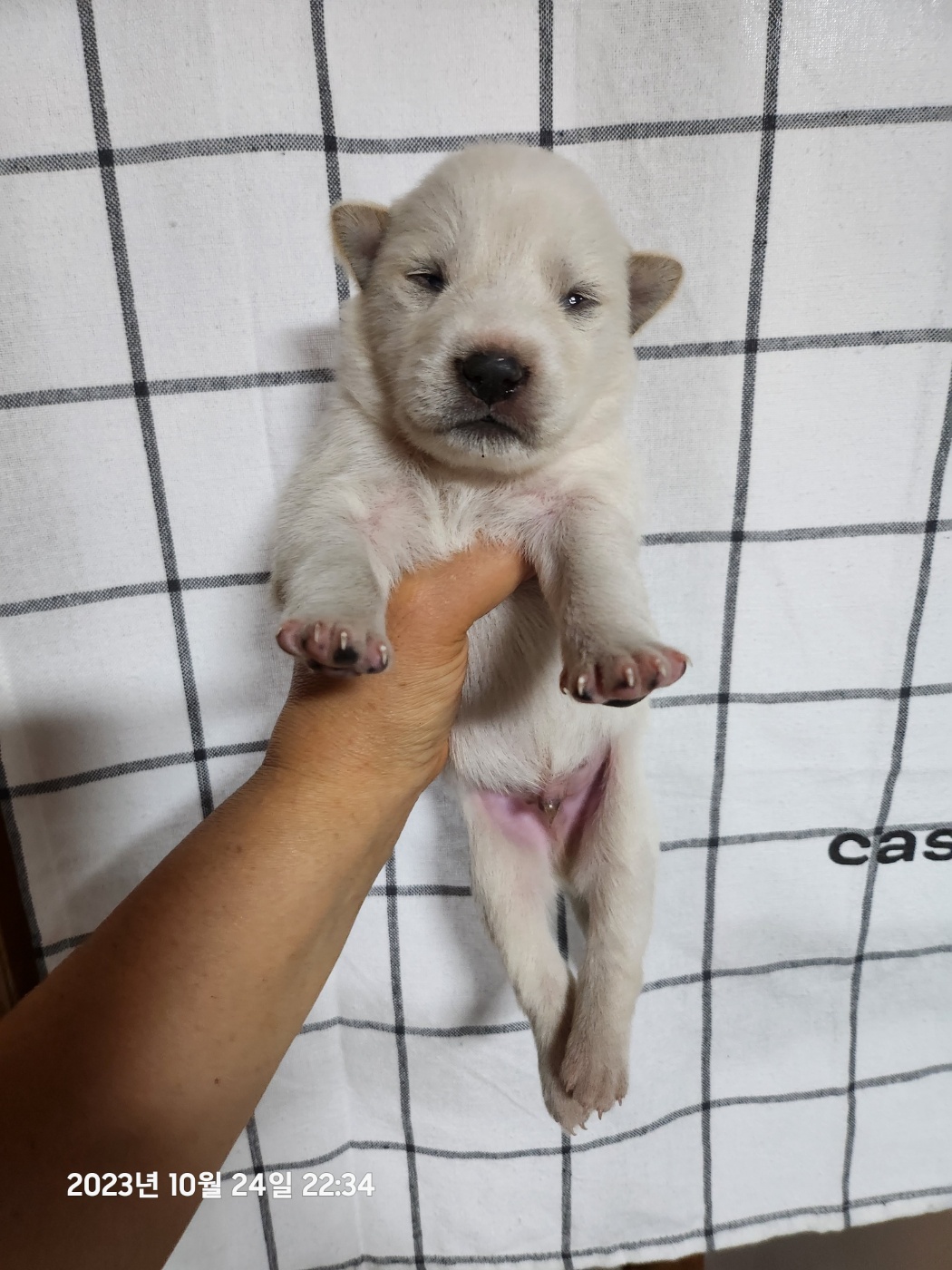 울산유기동물보호센터_431373202301223