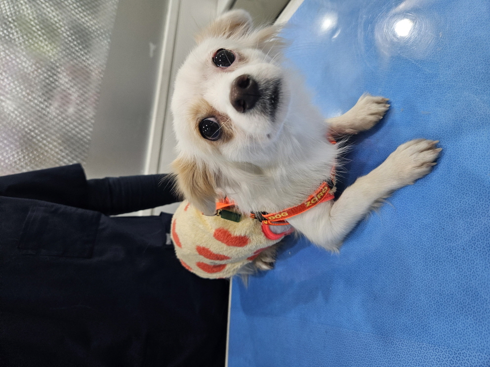 남산동물병원_411302202300711