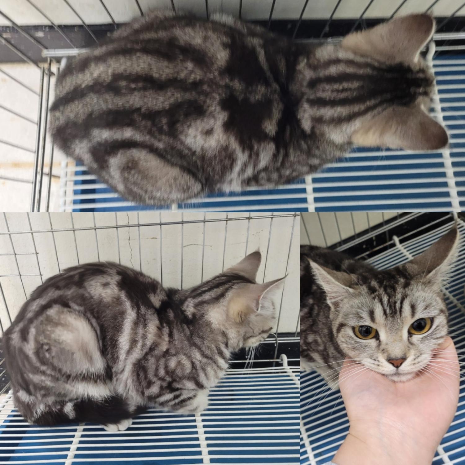 논산시 동물보호센터_444454202300915
