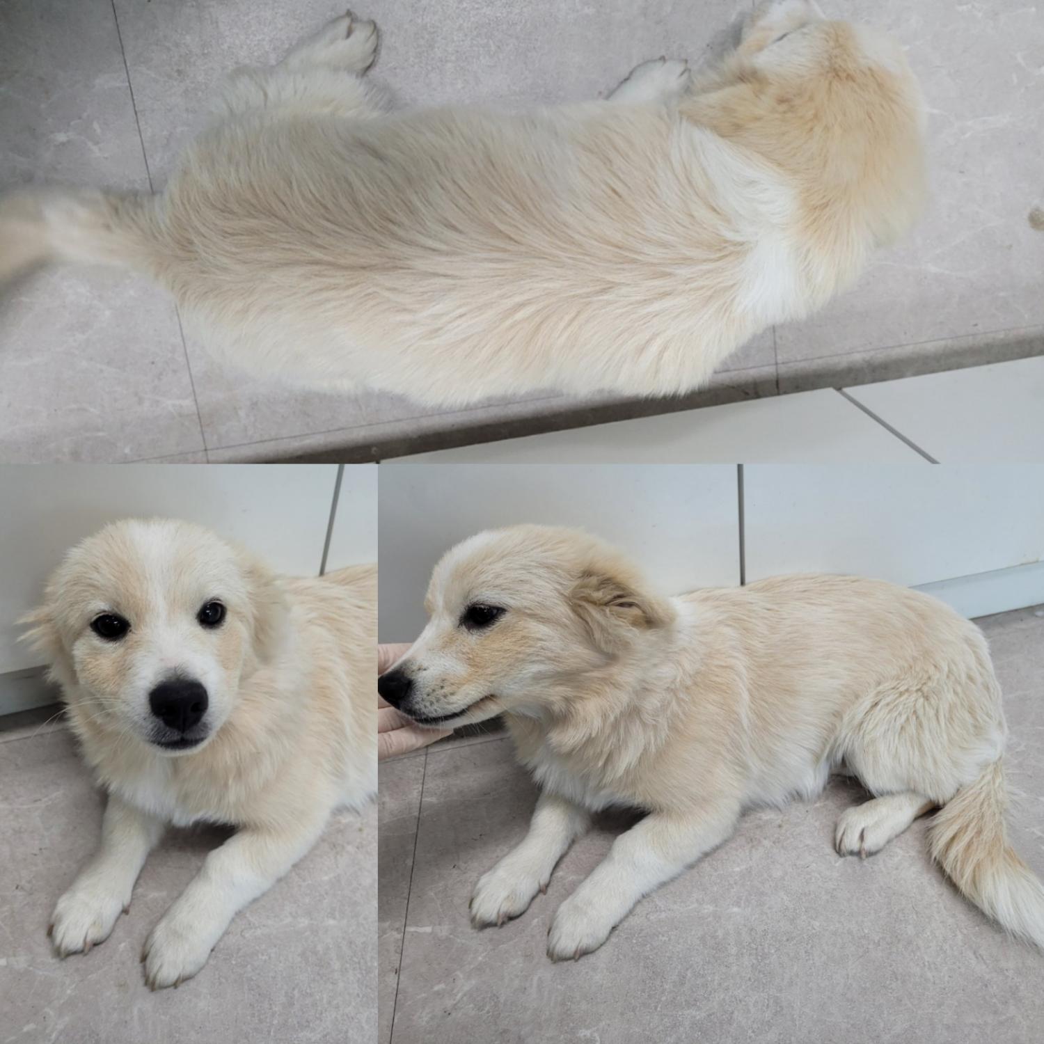 논산시 동물보호센터_444454202300914