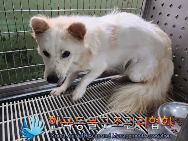 한국동물구조관리협회_441406202301454