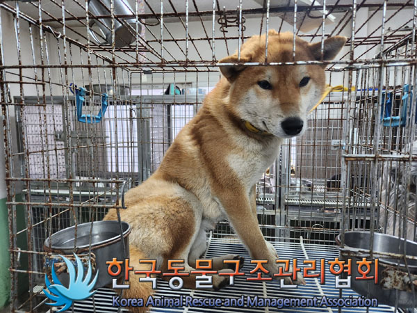종료(안락사) 시바…