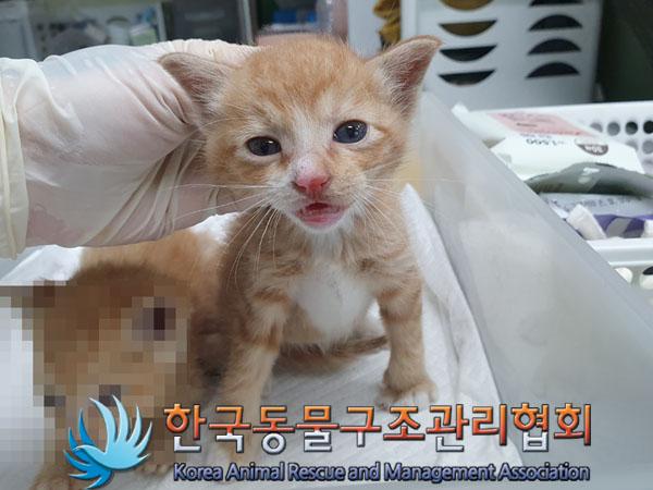 종료(입양) 한국 …