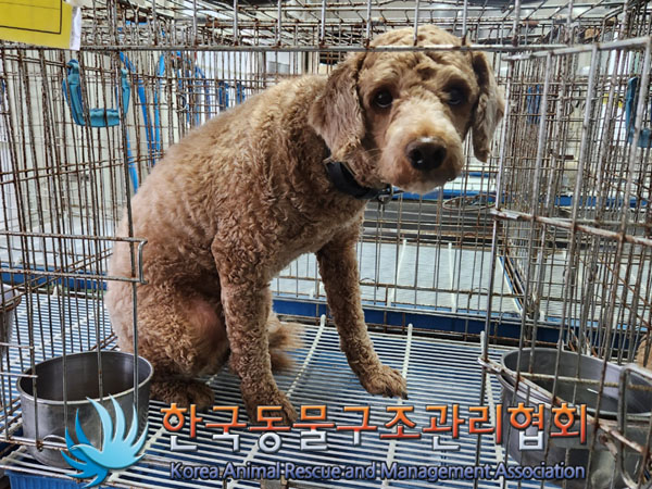 한국동물구조관리협회_411310202300489