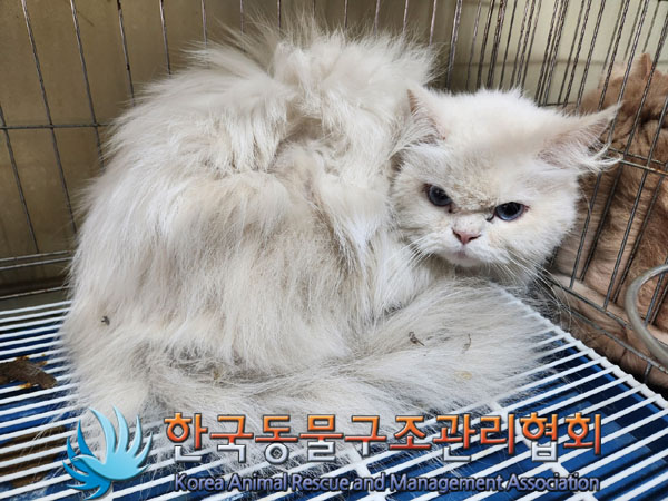 종료(입양) 페르시…