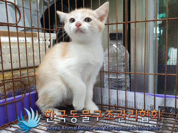 종료(입양) 한국 …