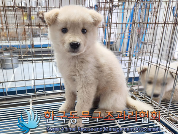 한국동물구조관리협회_441409202301702