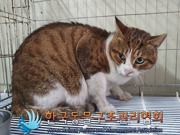 종료(안락사) 한국…