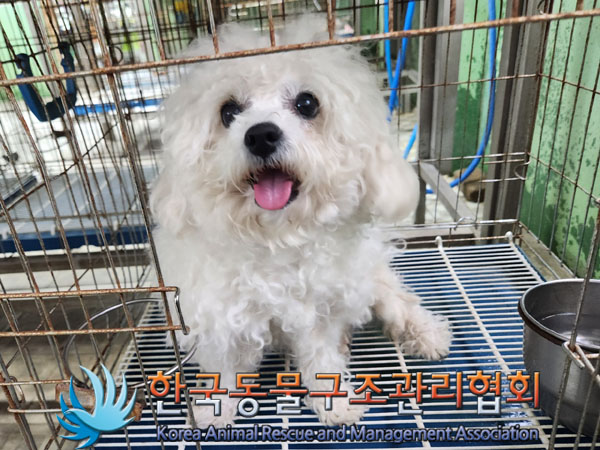 종료(입양) 비숑 …
