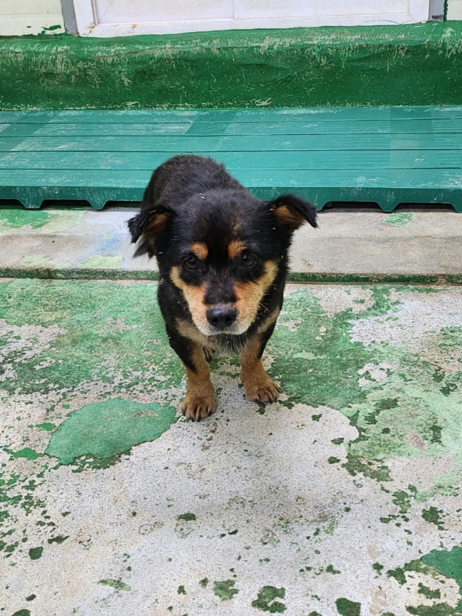 영주시 동물보호센터_447509202300240