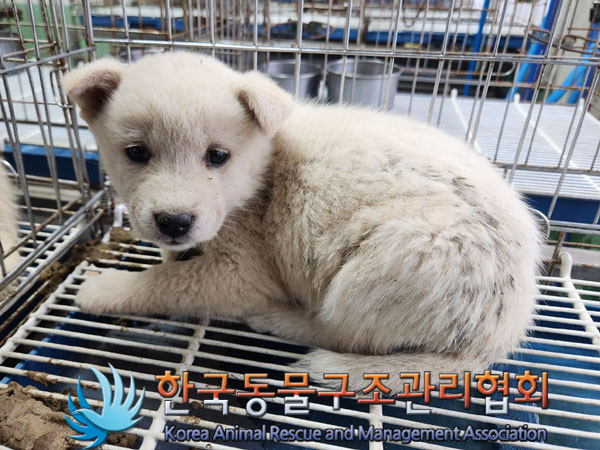 종료(안락사) 믹스…