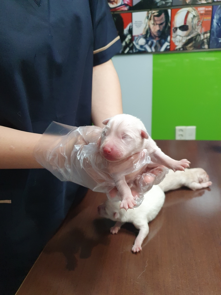 펫앤쉘터동물병원_441378202301787