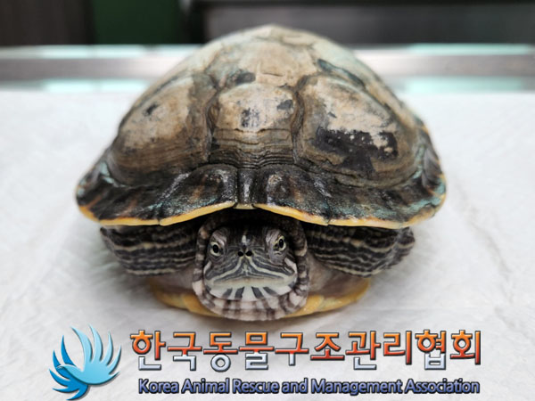 한국동물구조관리협회_411306202300715