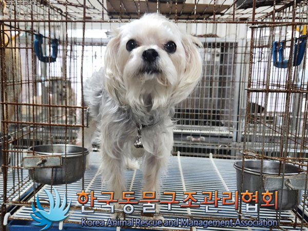 보호중 요크셔 테리…