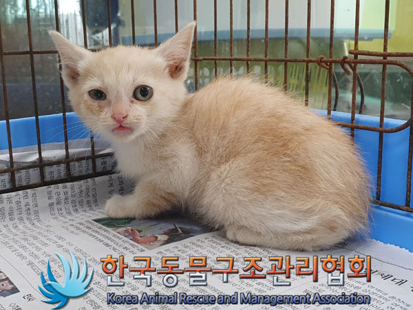 한국동물구조관리협회_441409202301707