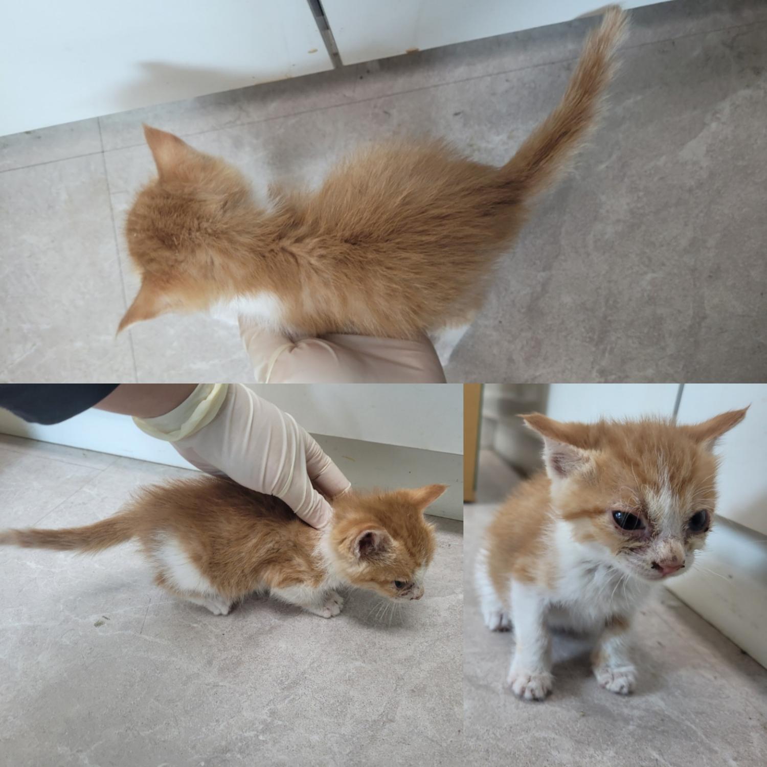 논산시 동물보호센터_444454202300921