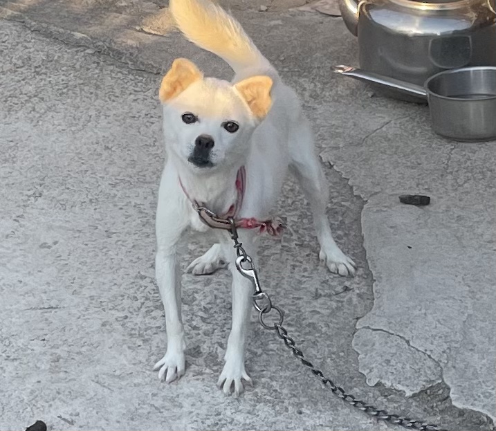 희망동물보호소_445478202300210