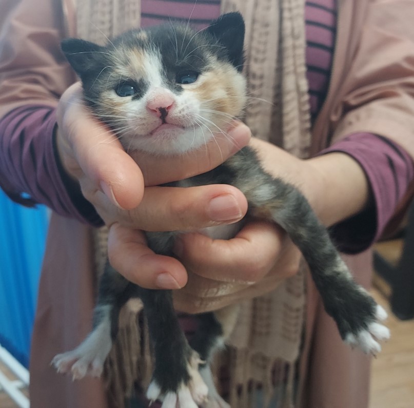 보호중 한국 고양이…