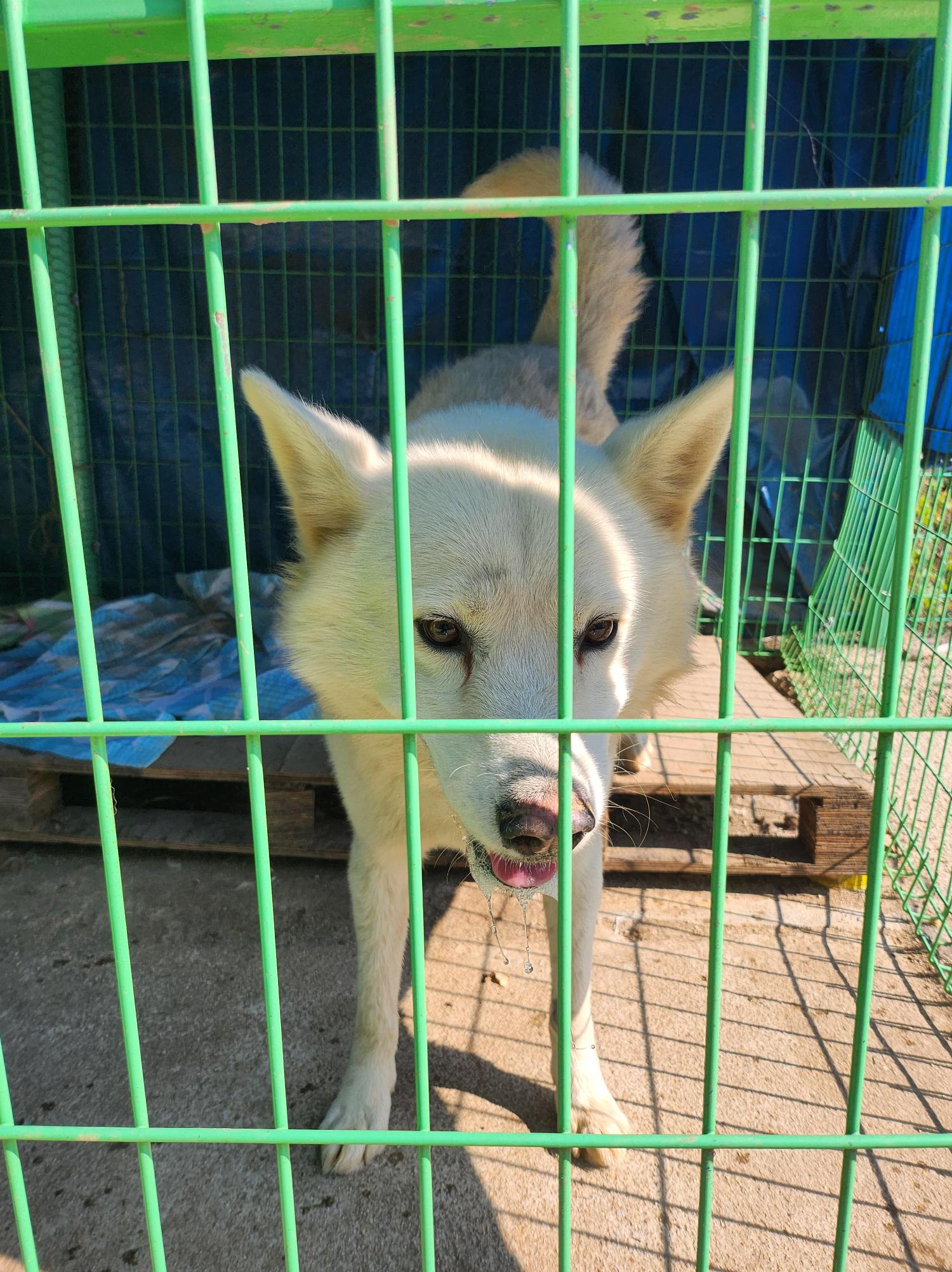 봉화군유기동물보호소_447524202300062