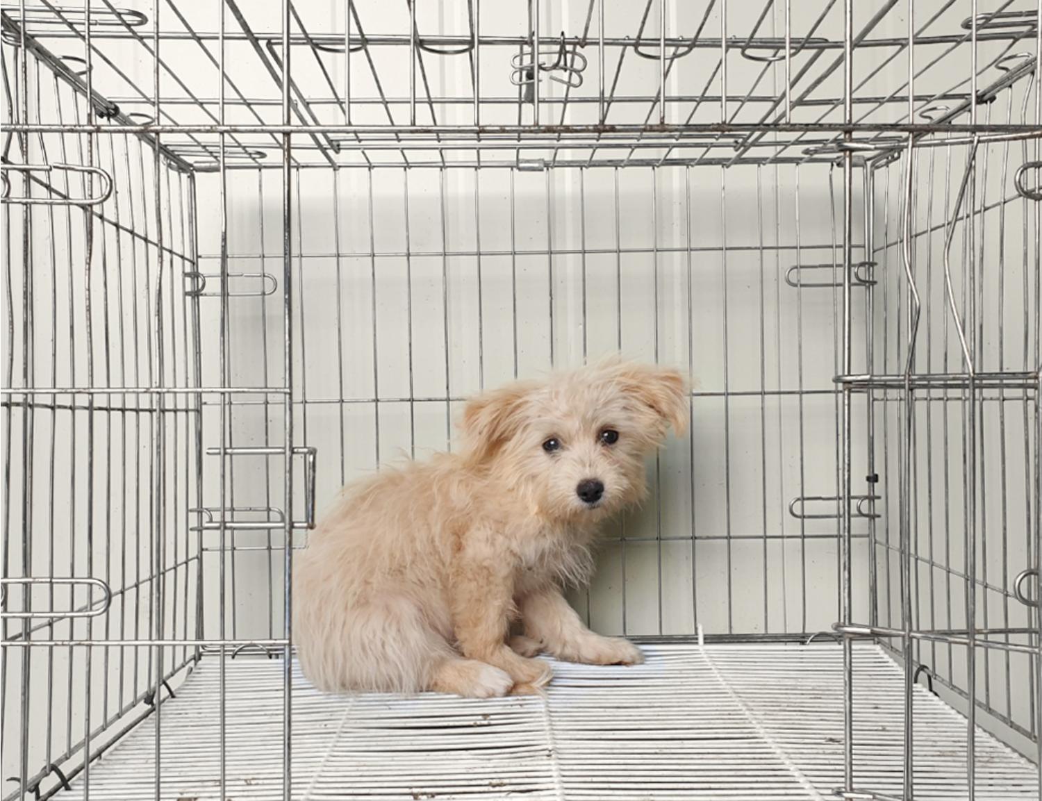 위더스 동물보호센터_441407202300923