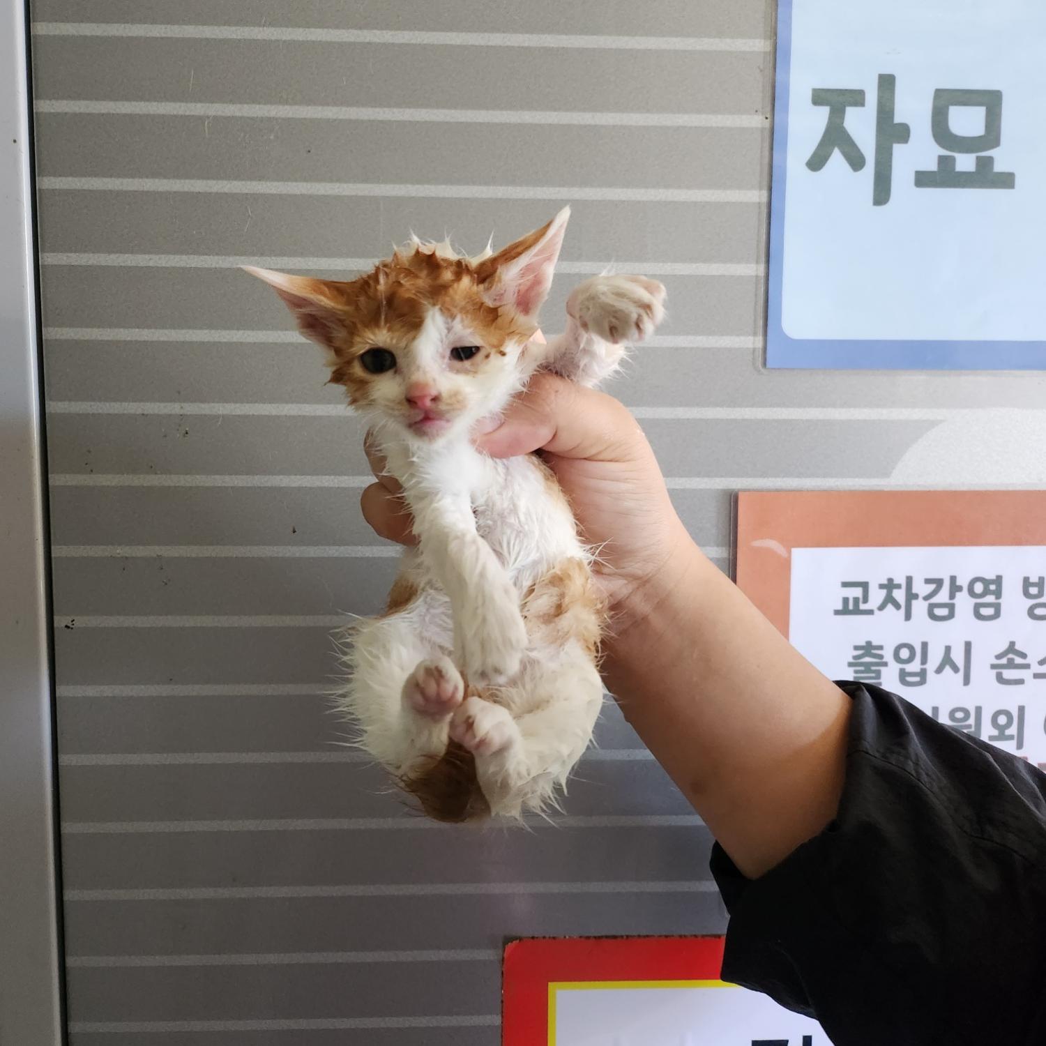 부산동물보호센터_426326202300670