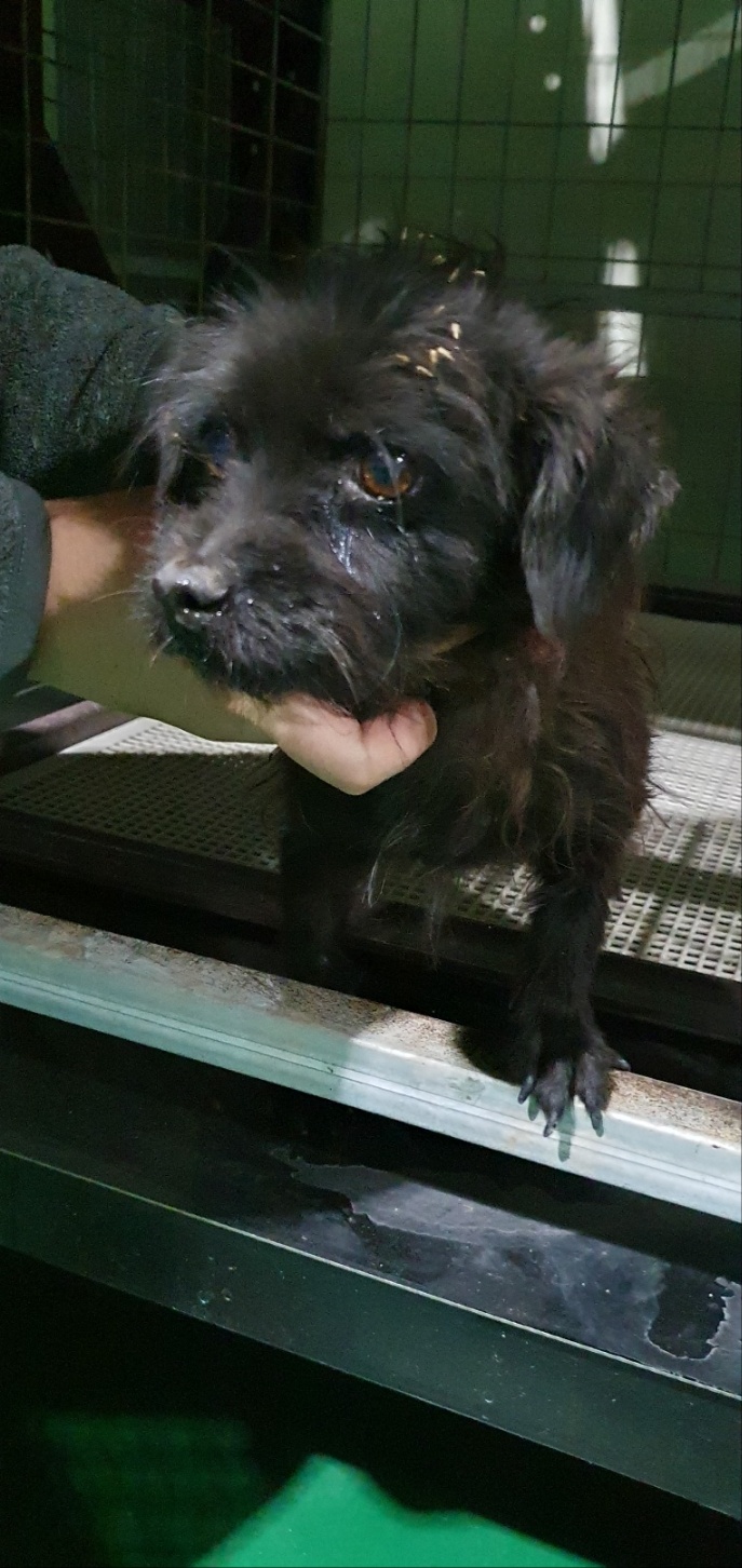 거창유기동물보호센터_448547202300873