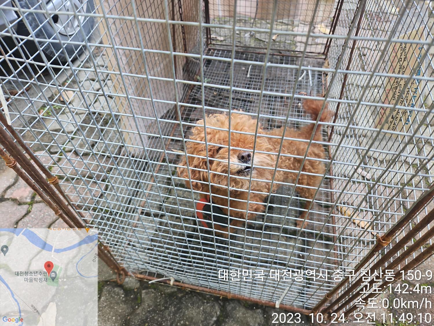 보호중 푸들의 가족…