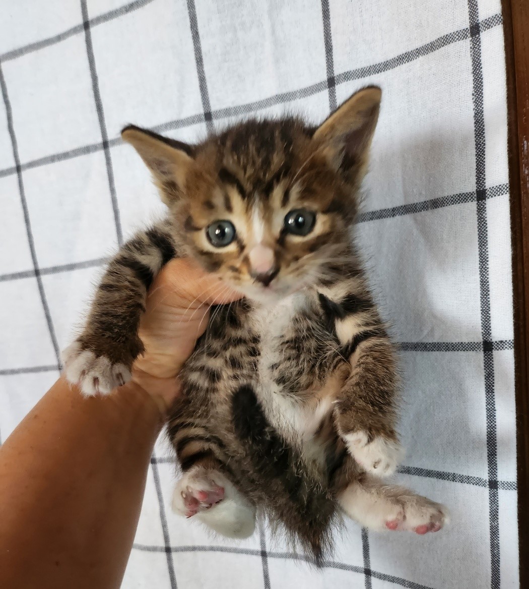 울산유기동물보호센터_431373202301231