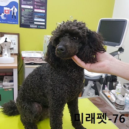 종료(반환) 푸들의…