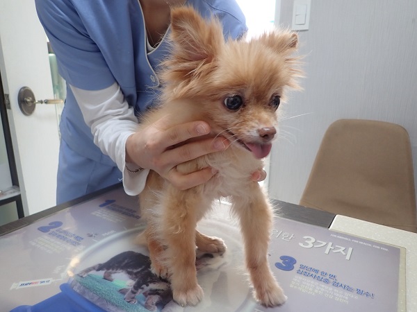 종료(자연사) 포메…