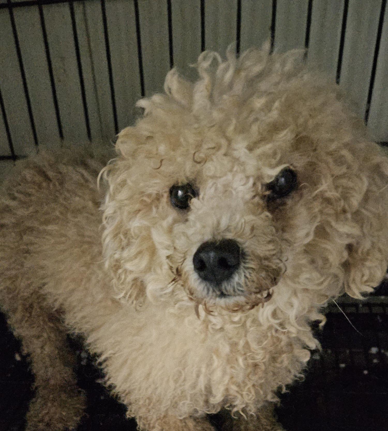 대구유기동물보호협회_427345202300793