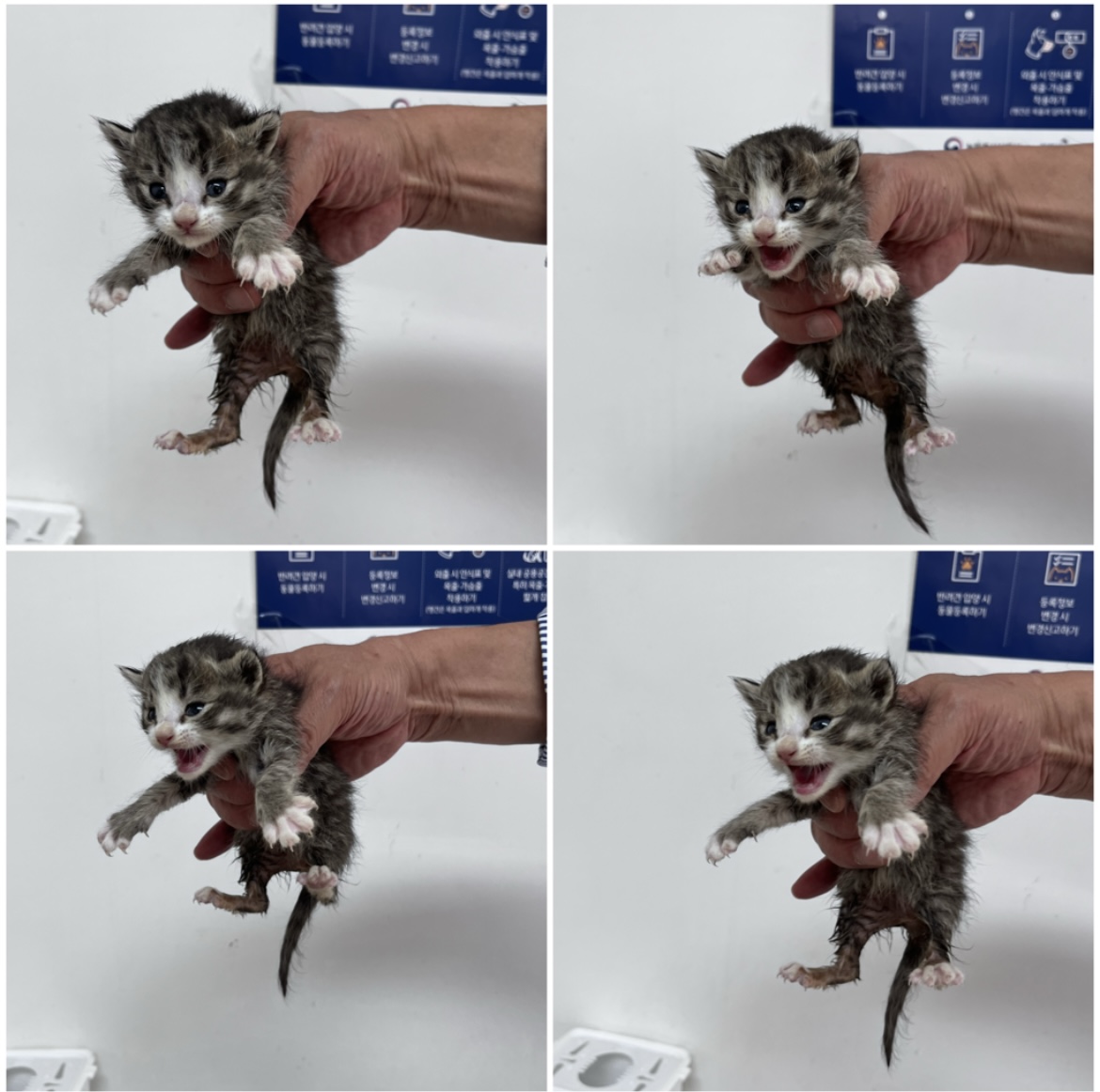 천안시유기동물보호소_444449202302261