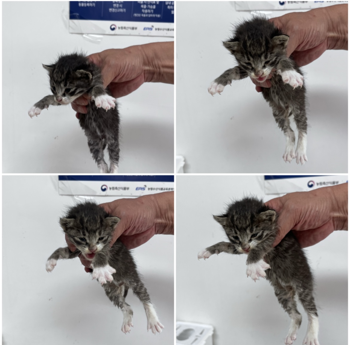 천안시유기동물보호소_444449202302260