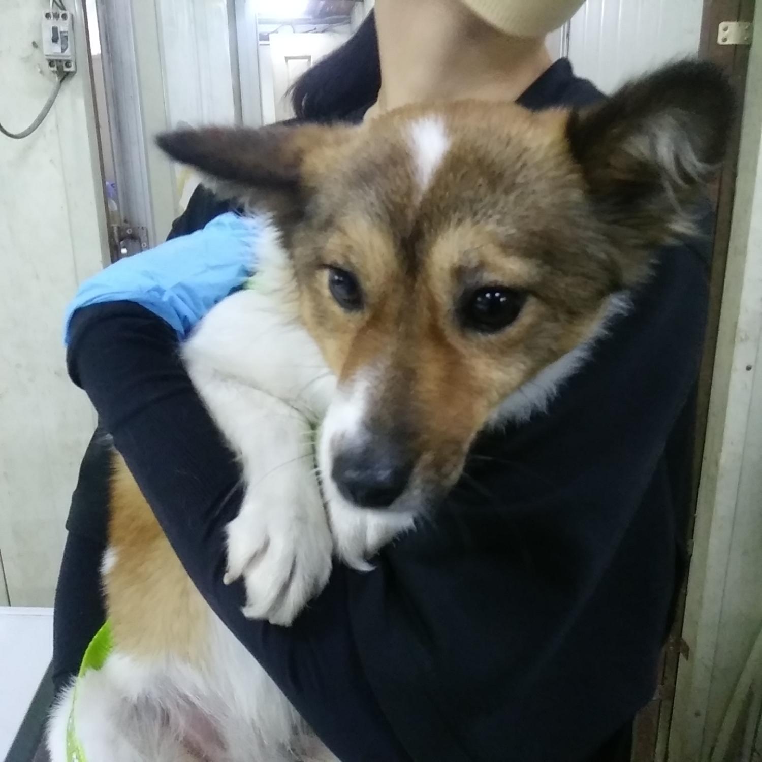 인천광역시수의사회_428351202300856