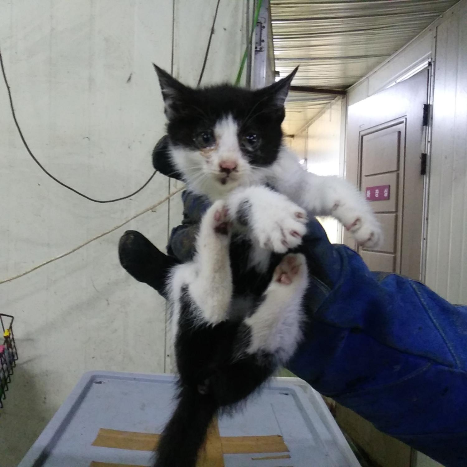 인천광역시수의사회_428352202300443