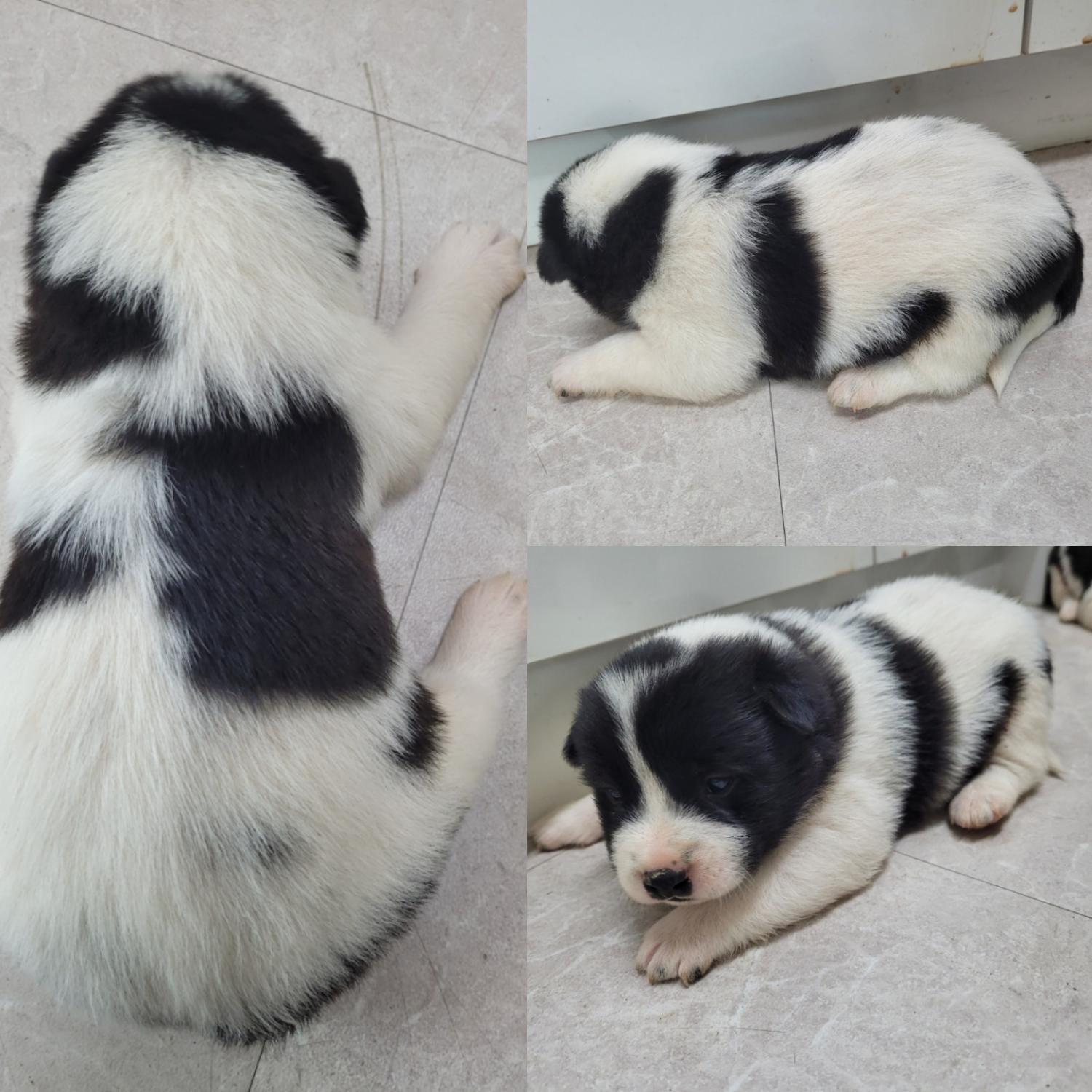 논산시 동물보호센터_444454202300928