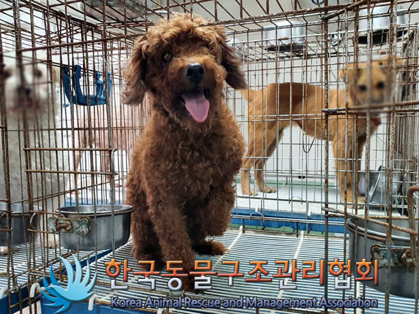 한국동물구조관리협회_411322202300761