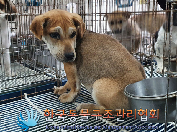한국동물구조관리협회_441406202301628