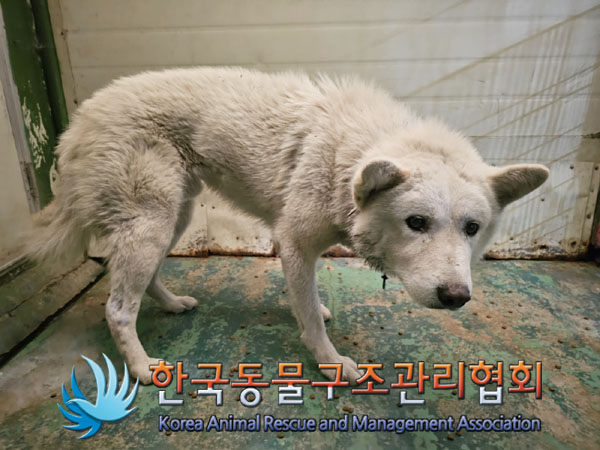 한국동물구조관리협회_411309202300431