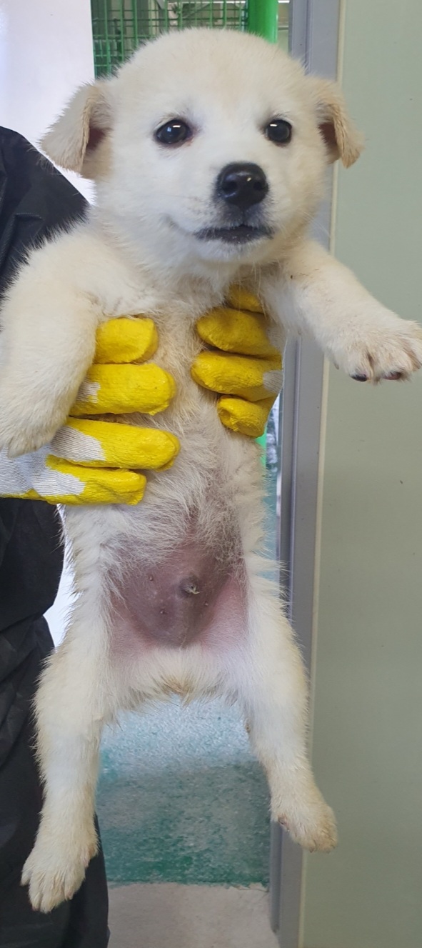 구례군동물보호센터_446487202300197