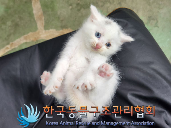 한국동물구조관리협회_441409202301712