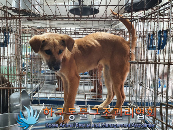 한국동물구조관리협회_441409202301710