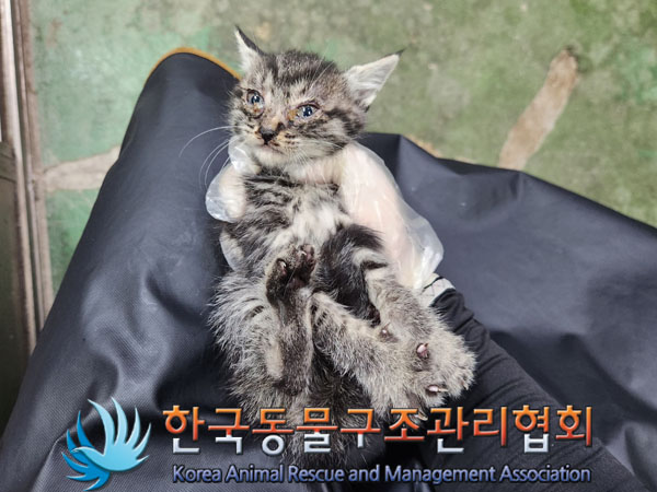 한국동물구조관리협회_411307202300431