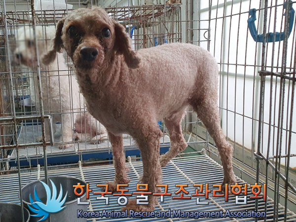 한국동물구조관리협회_441409202301711