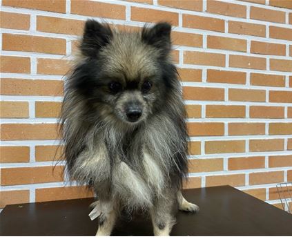 대전동물보호센터_430367202300668