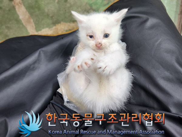한국동물구조관리협회_441409202301713