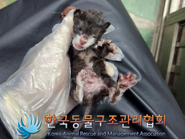 한국동물구조관리협회_411307202300435
