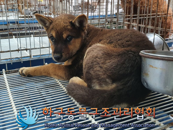 한국동물구조관리협회_441559202301012