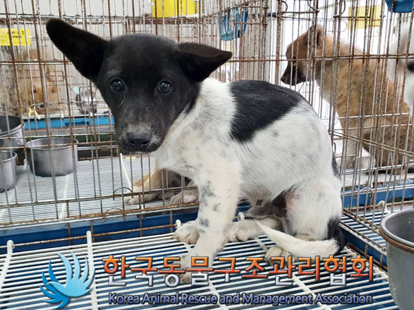 한국동물구조관리협회_441406202301629